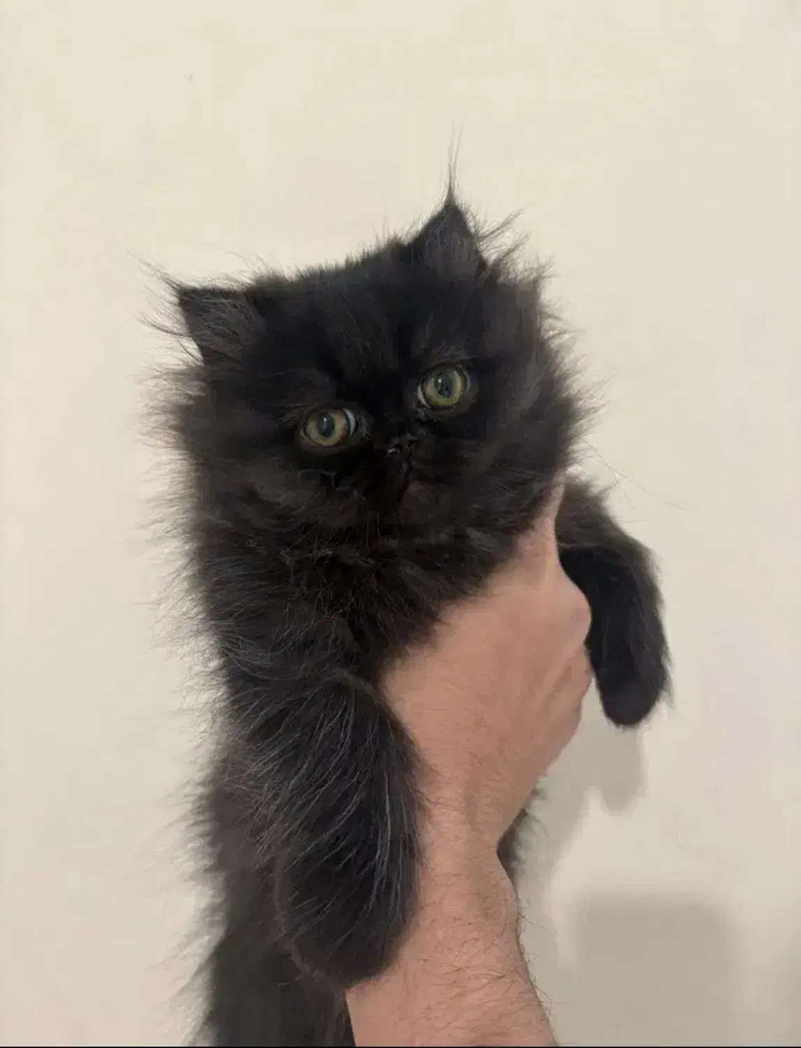 گربه پرشین مشکی|گربه|سنندج, |دیوار