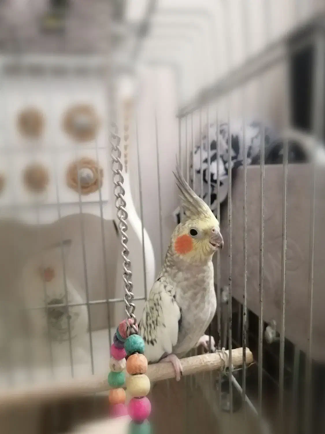 عروس هلندی|پرنده|شیراز, شهرک سراج|دیوار