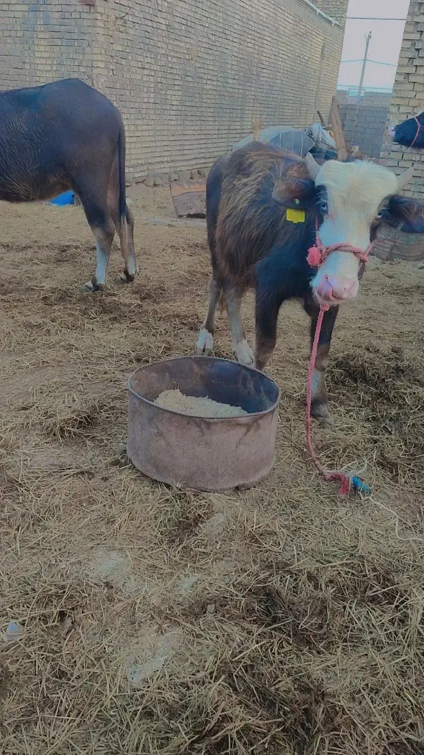 گاومیش|حیوانات مزرعه|سوسنگرد, |دیوار