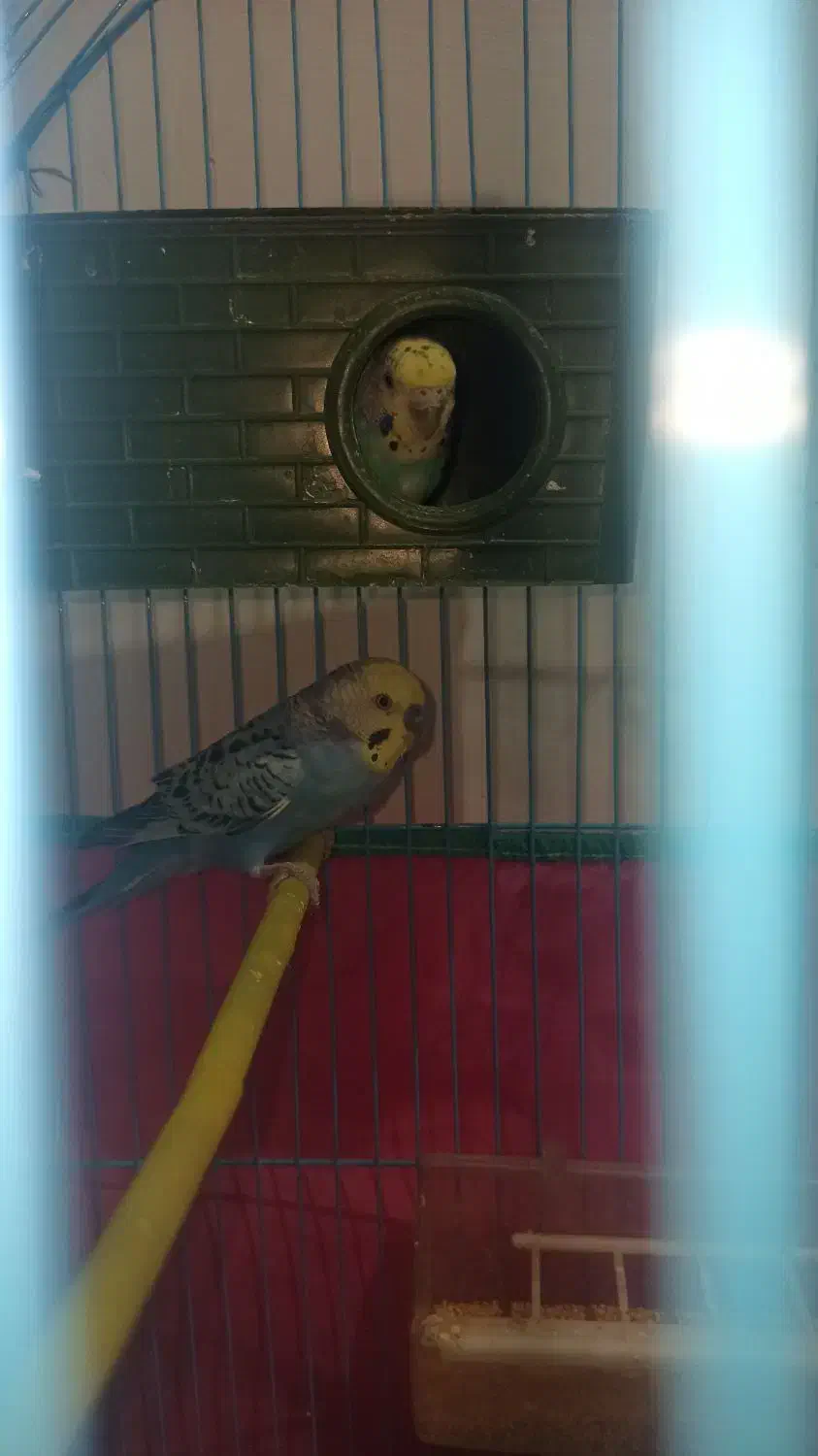 مرغ عشق|پرنده|دوگنبدان, |دیوار