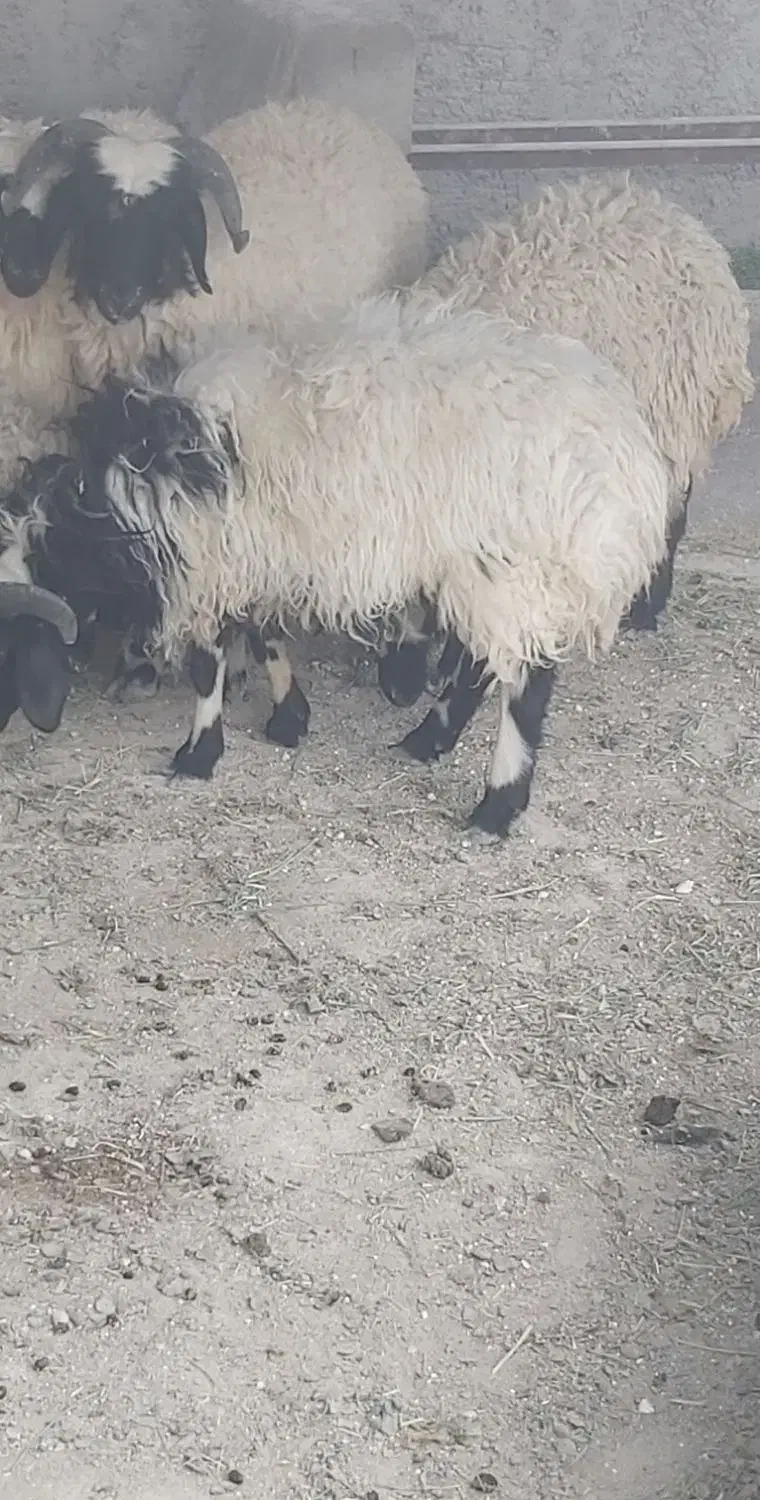 بره|حیوانات مزرعه|شهر بابک, |دیوار