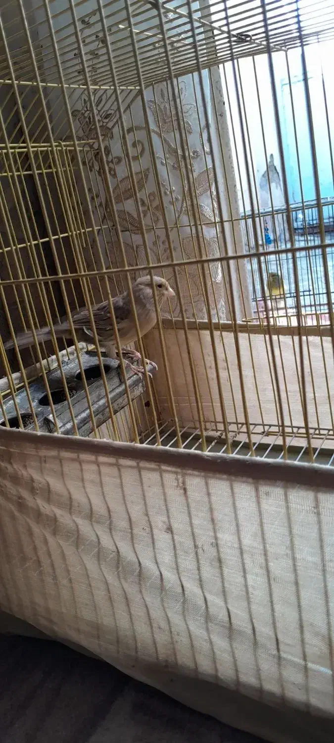 قناری ماده آماده|پرنده|قرچک, زیبا شهر|دیوار