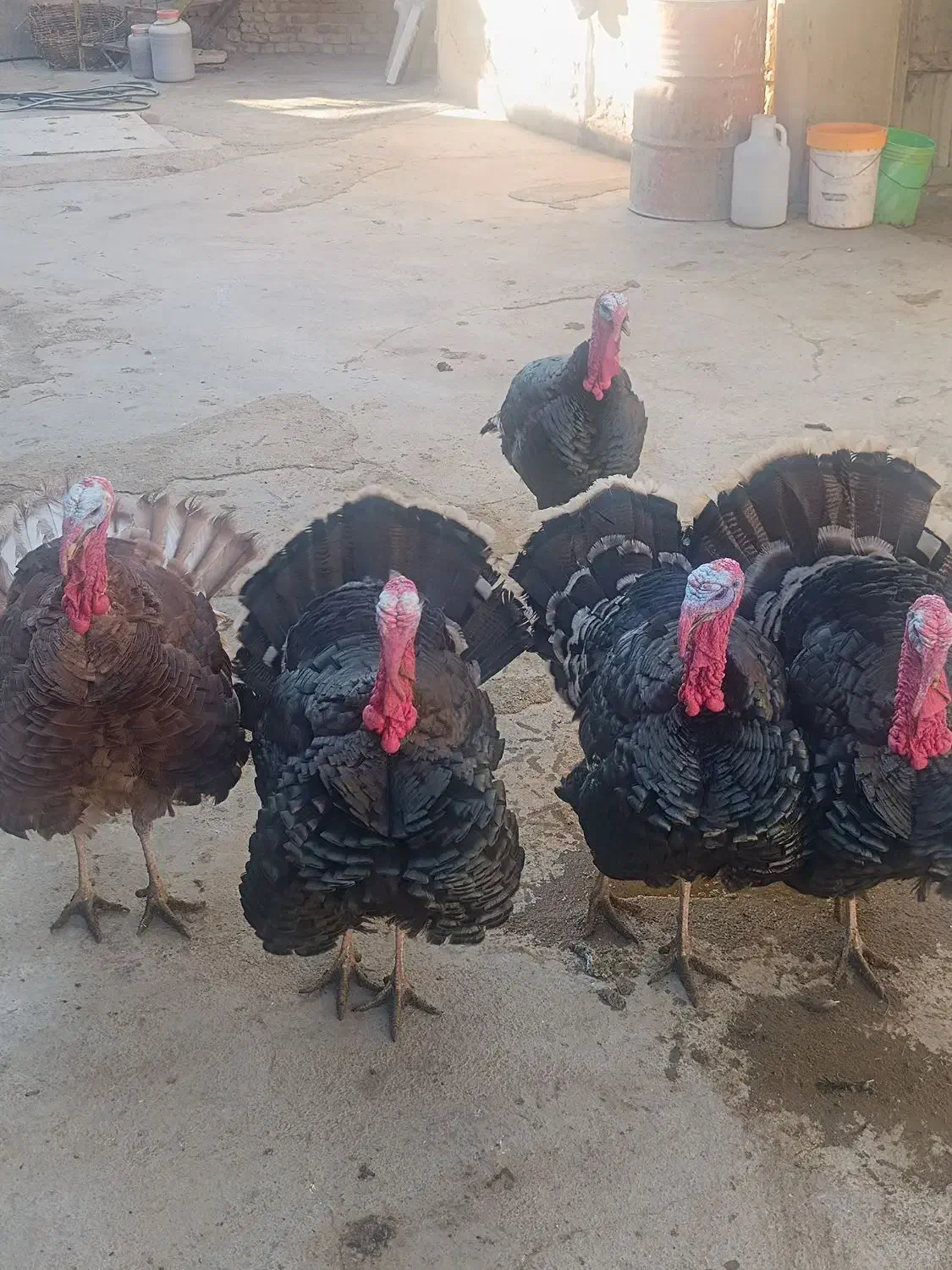 فروش بغلمون|حیوانات مزرعه|صالح آباد, |دیوار