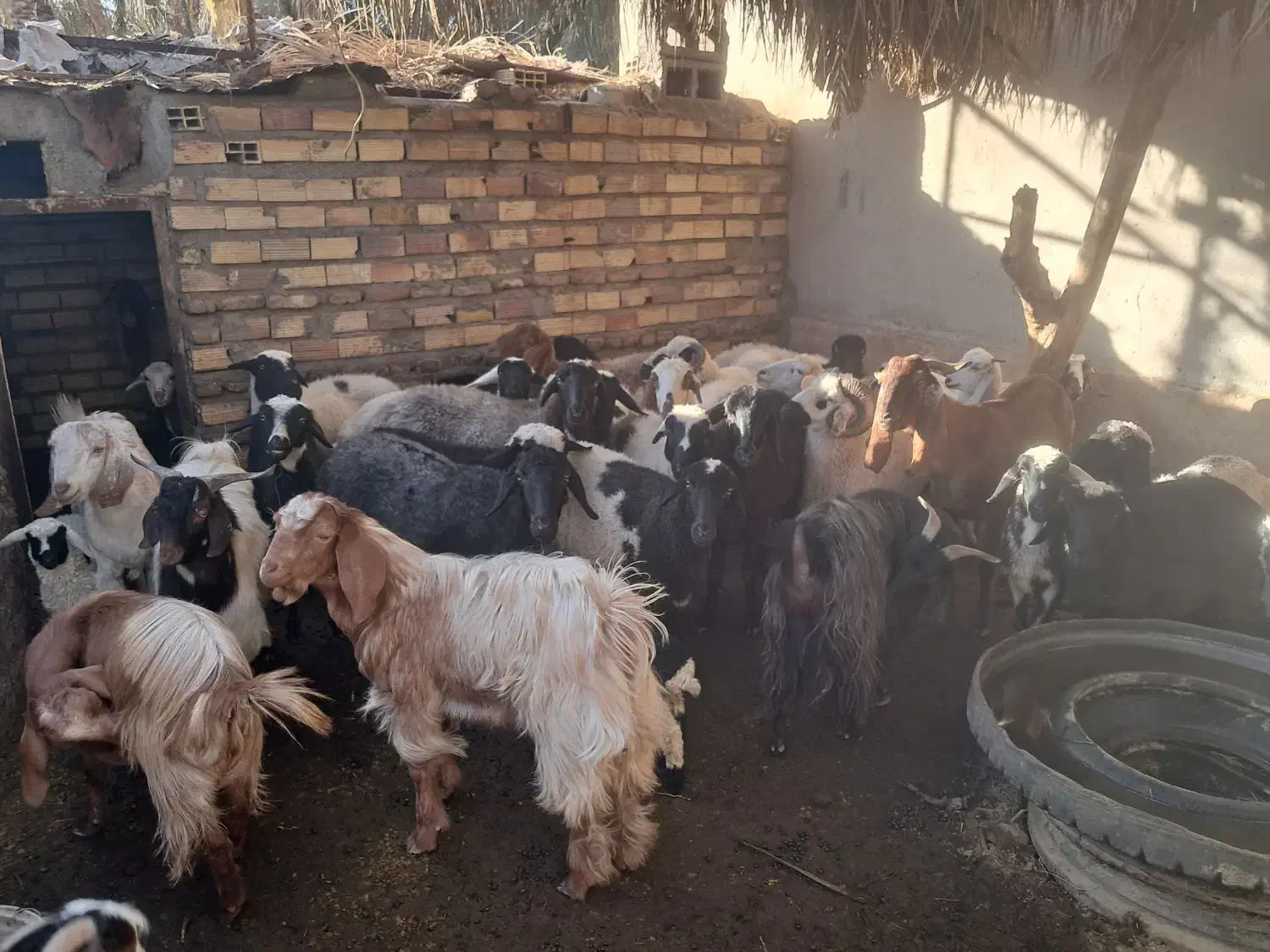 گوسفند|حیوانات مزرعه|بم, |دیوار