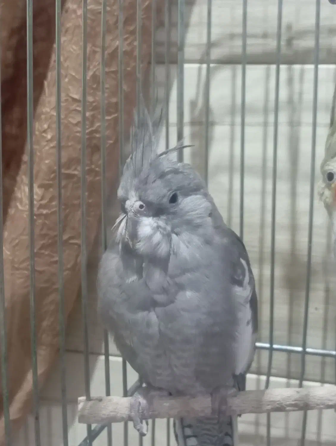 عروس هلندی معاوضه|پرنده|شهرکرد, |دیوار