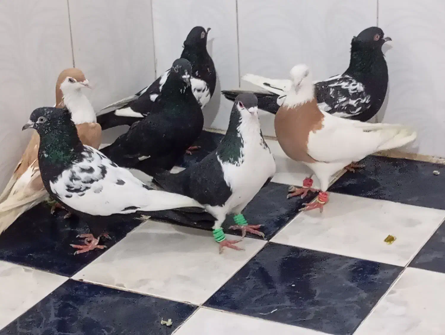 کبوتررنگی|پرنده|خرمشهر, |دیوار