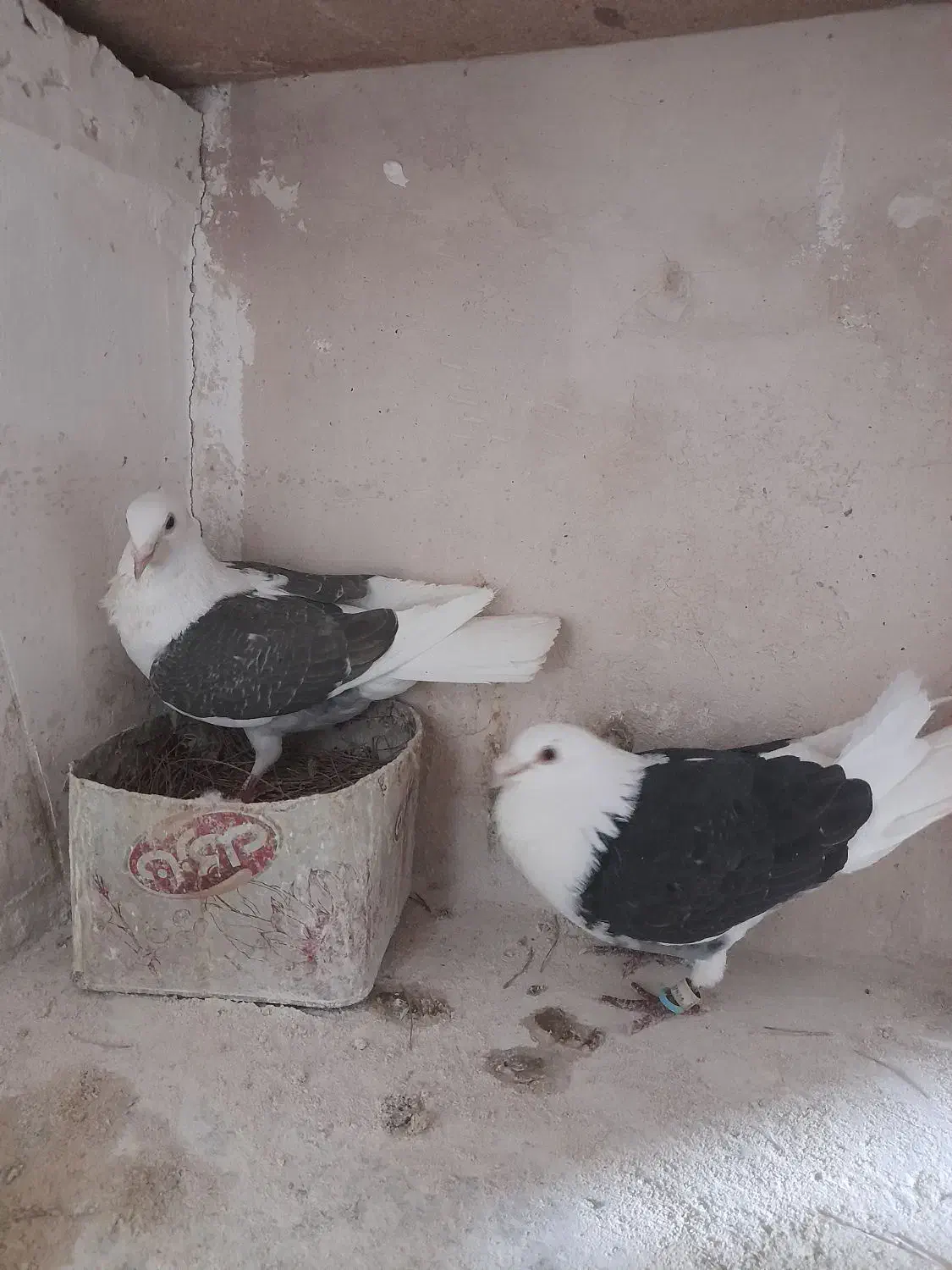 پشتی|پرنده|تربت جام, حافظ|دیوار