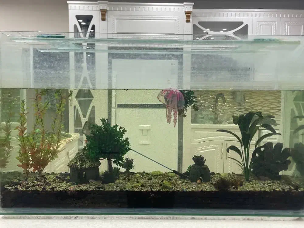 تمیز و سالم  برای قیمت تماس بگیرید|ماهی|صفادشت, |دیوار