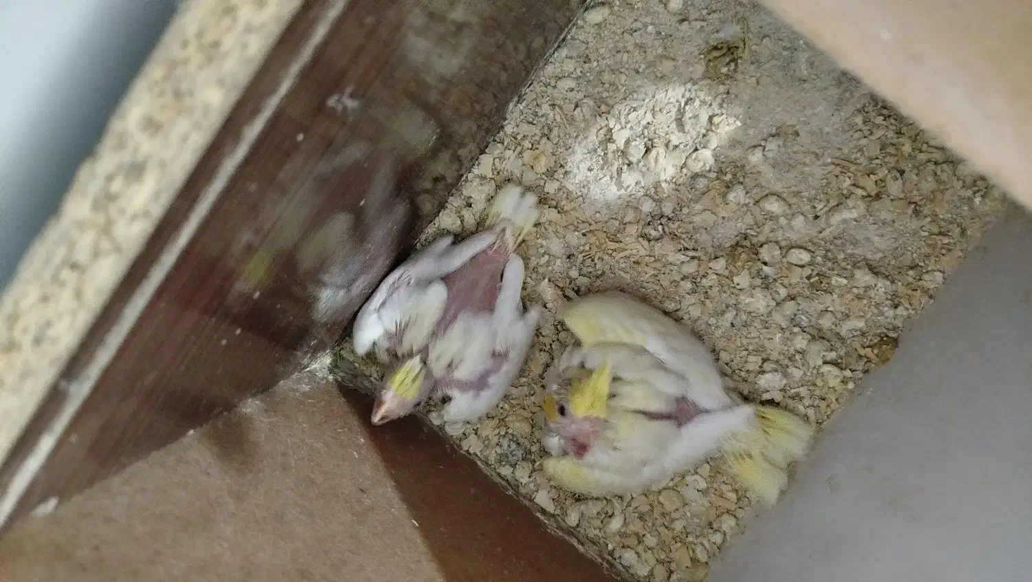 طوطی عروس|پرنده|نظرآباد, حسین‌آباد|دیوار