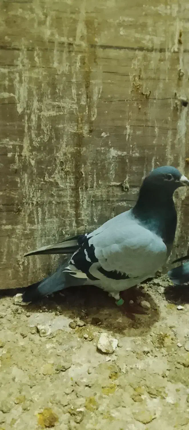 کبوتر پلاکی|پرنده|فاروج, |دیوار