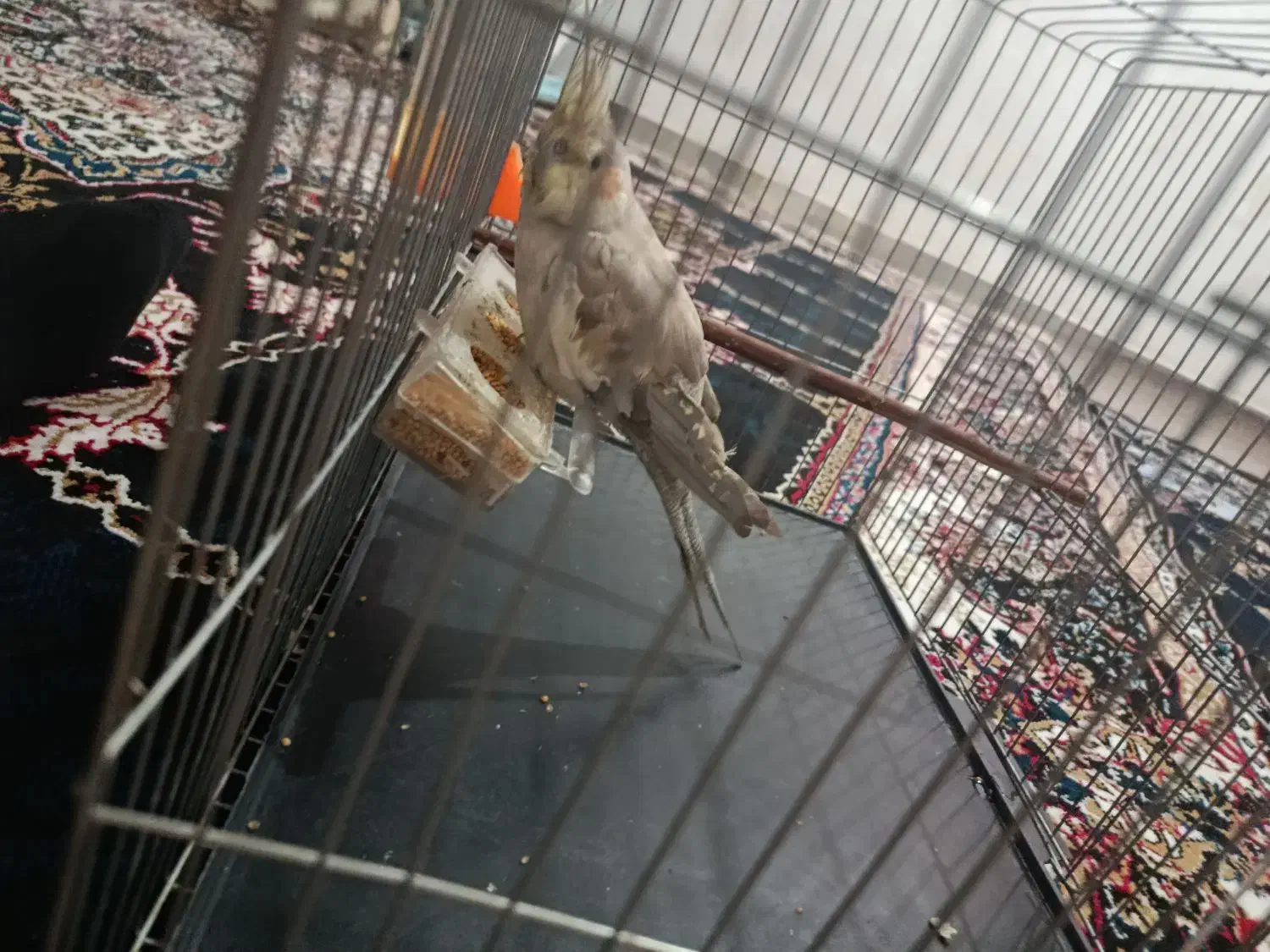 عروس هلندی|پرنده|لردگان, |دیوار