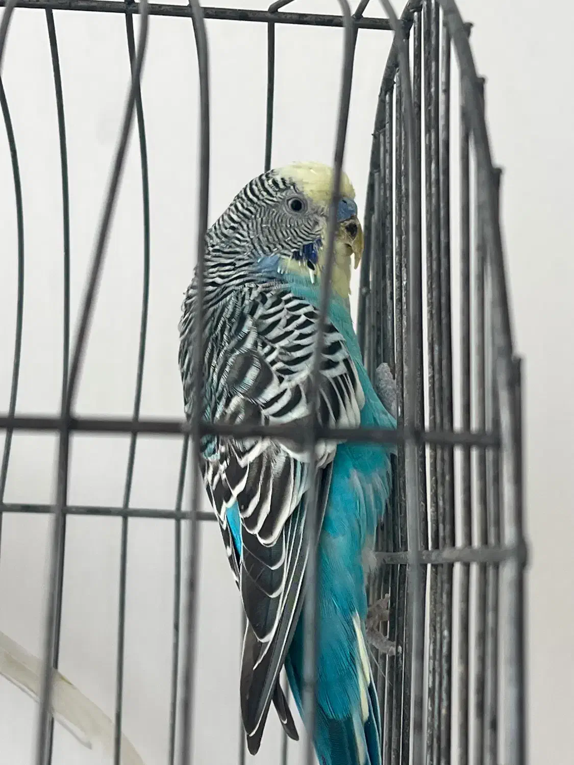 مرغ عشق|پرنده|پیرانشهر, |دیوار