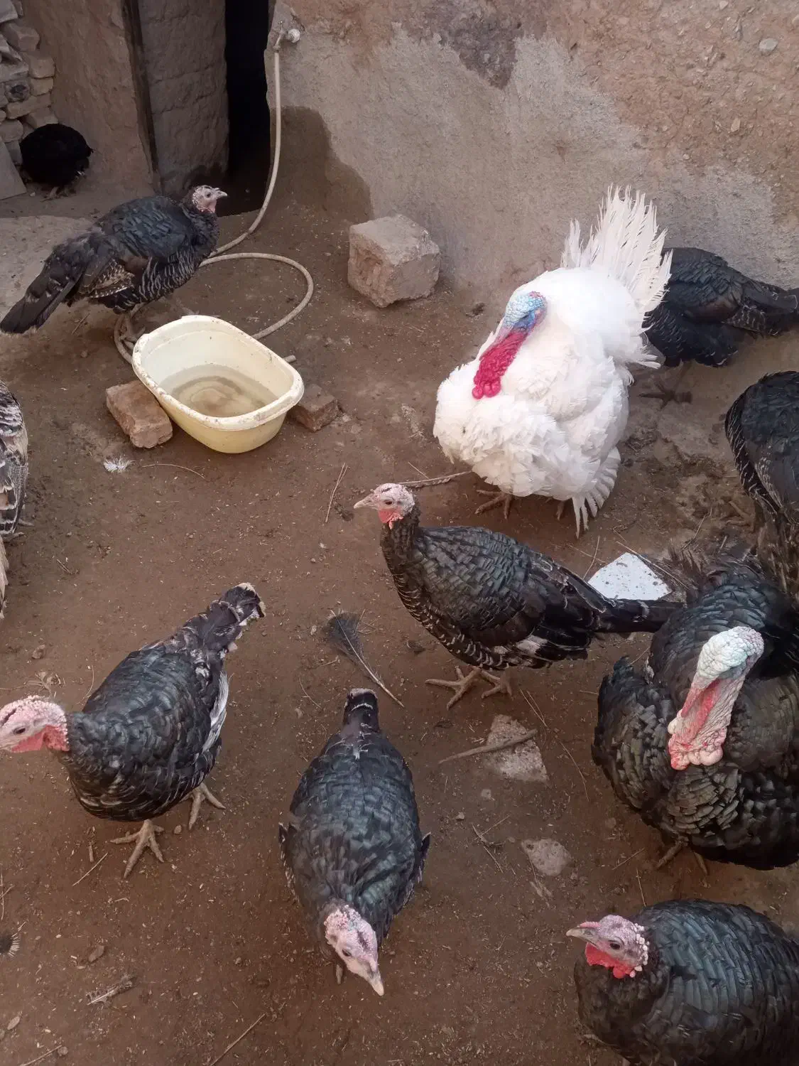 بوقلمون|حیوانات مزرعه|نیشابور, خط کاشمر|دیوار