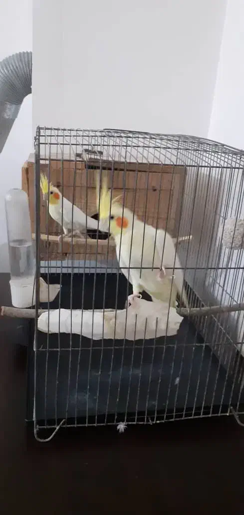 عروس هلندی|پرنده|کلاله, |دیوار