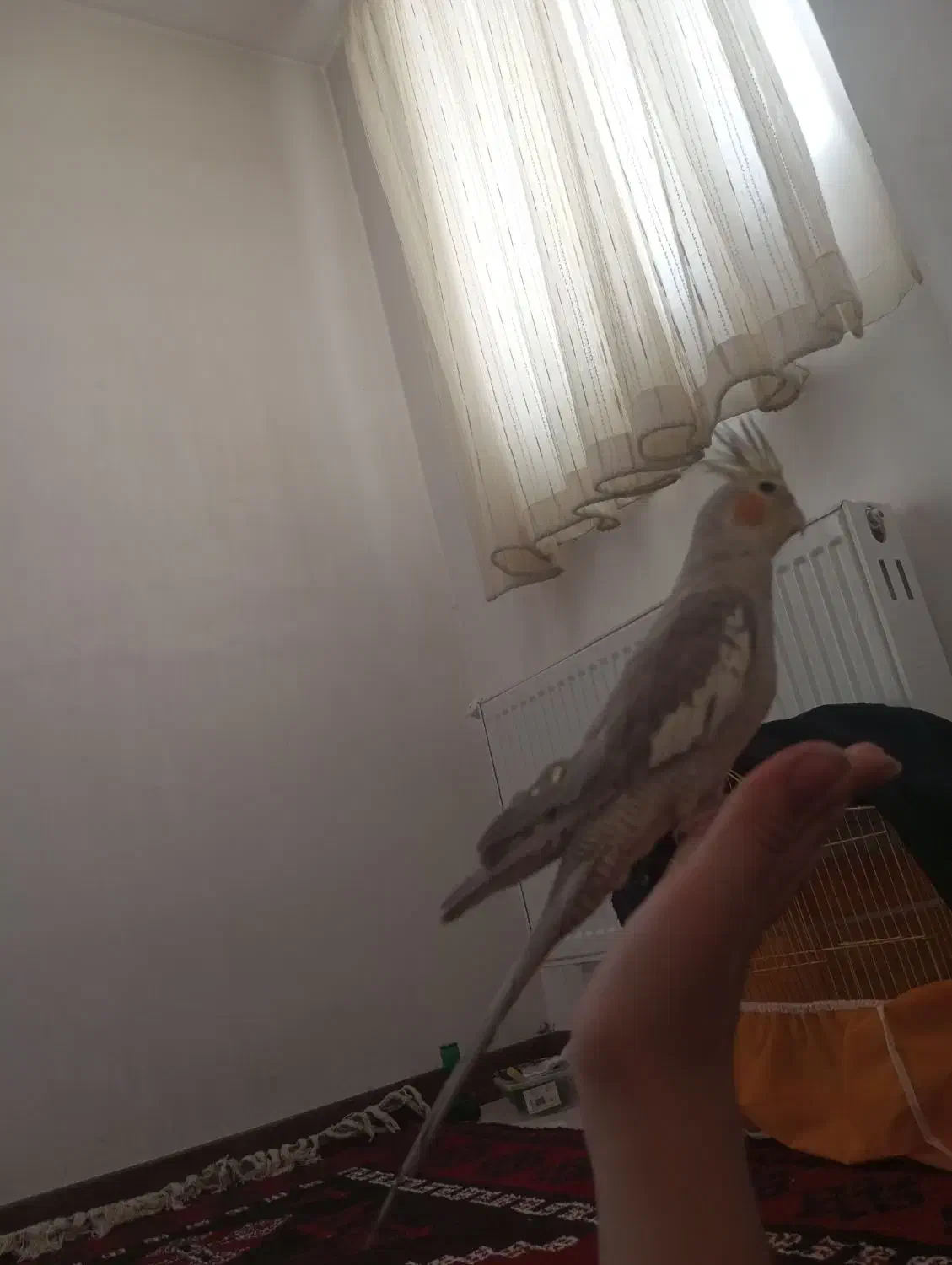 پرنده عروس هلندی|پرنده|فولادشهر, مسکن مهر فولادشهر|دیوار