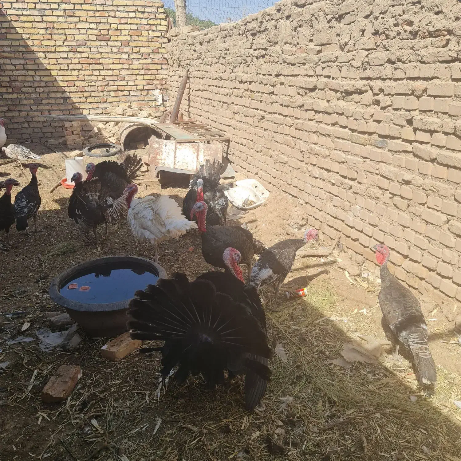 بوقلمون محلی|حیوانات مزرعه|جوین, |دیوار