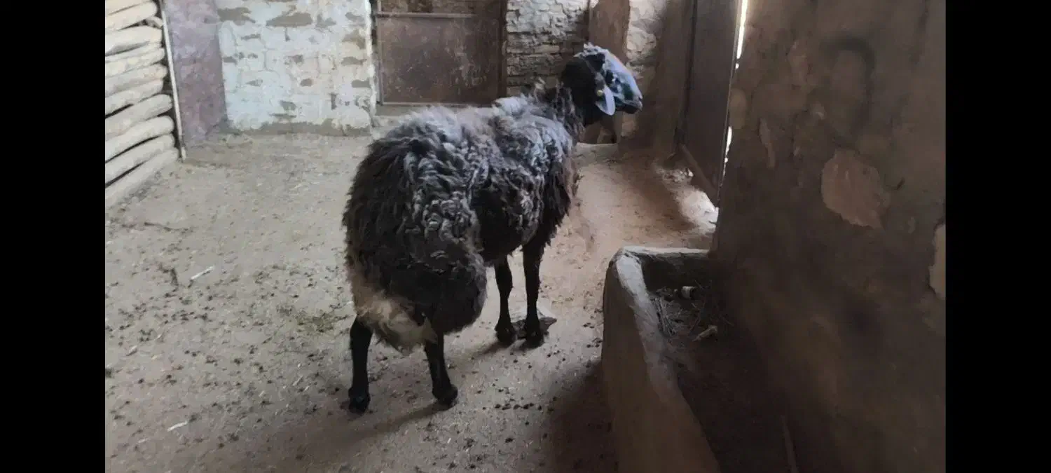 قوچ همو|حیوانات مزرعه|چگنی, |دیوار