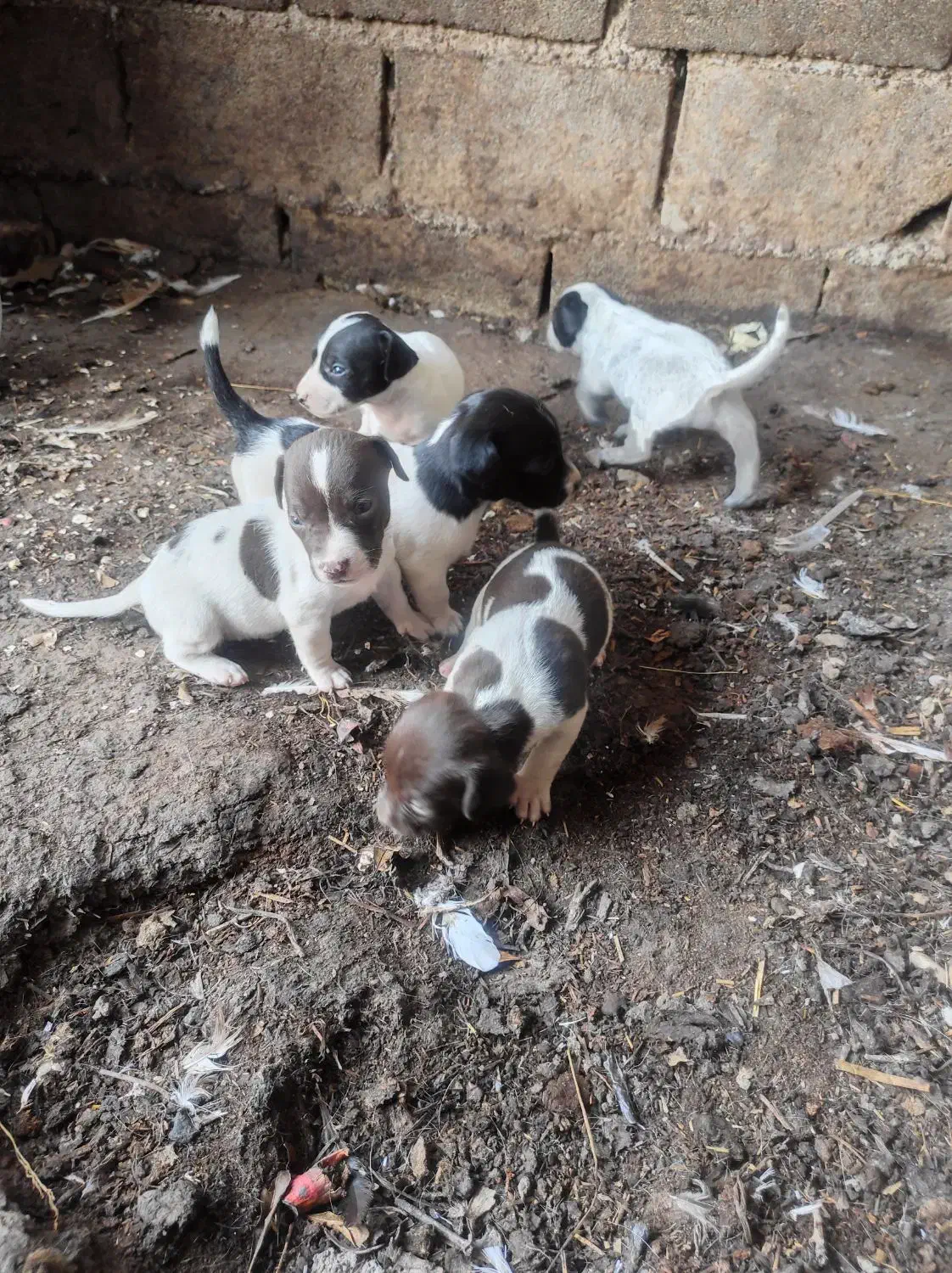 توله سگ|سگ|دلند, |دیوار