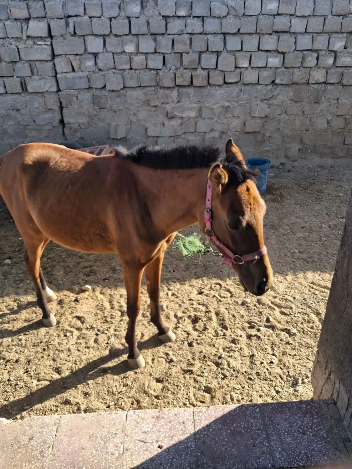 کره اسب|اسب و تجهیزات اسبسواری|دورود, |دیوار