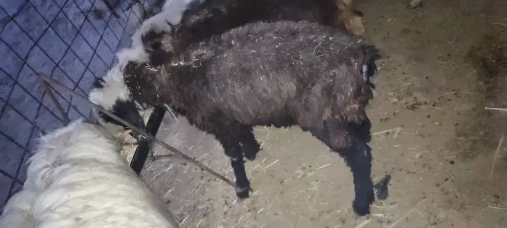 شیشک و تیشتر|حیوانات مزرعه|اندیکا, |دیوار