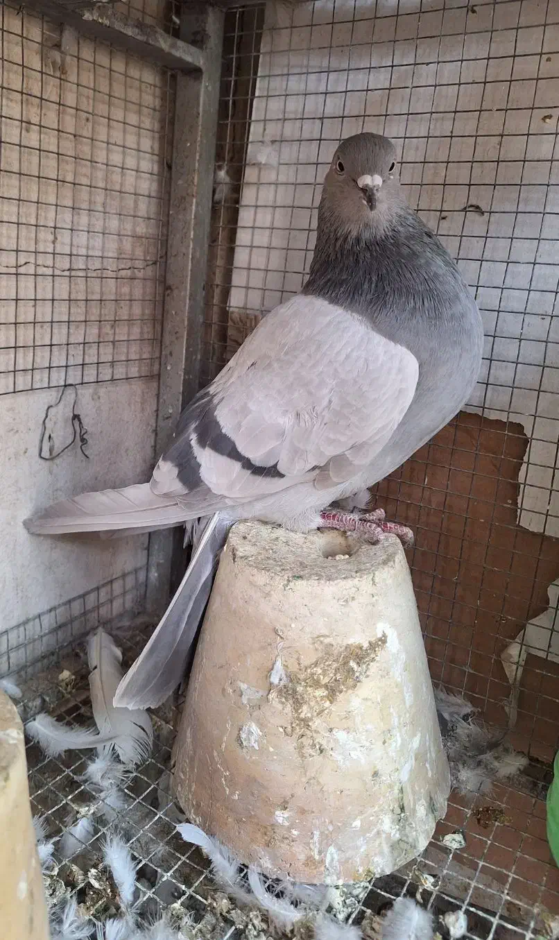 ماده خرقه نقره ای دمگیر|پرنده|اصفهان, کارلادان|دیوار