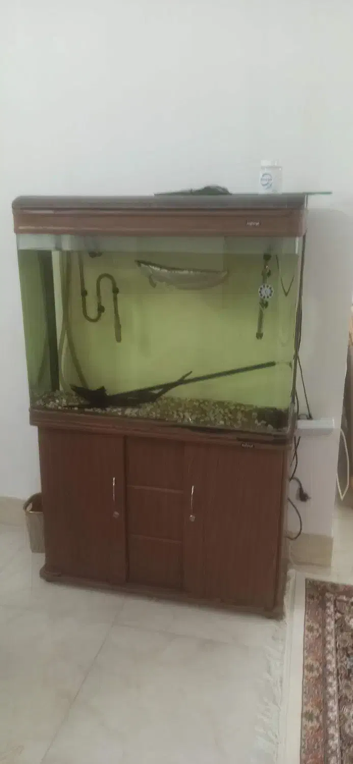 اکواریوم|ماهی|شاهرود, |دیوار