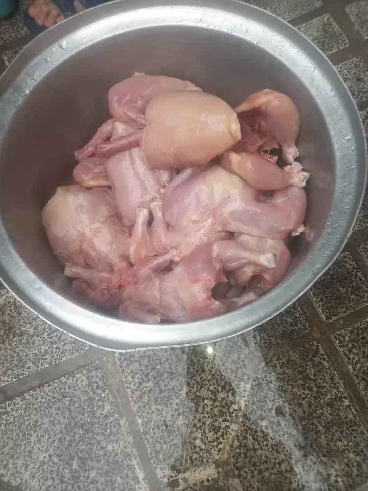 غذا سگ|لوازم جانبی حیوانات|کلاله, |دیوار