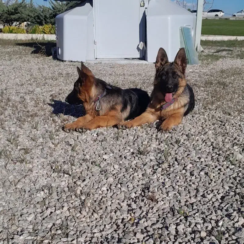 ژرمن شیپرد|سگ|قزوین, |دیوار