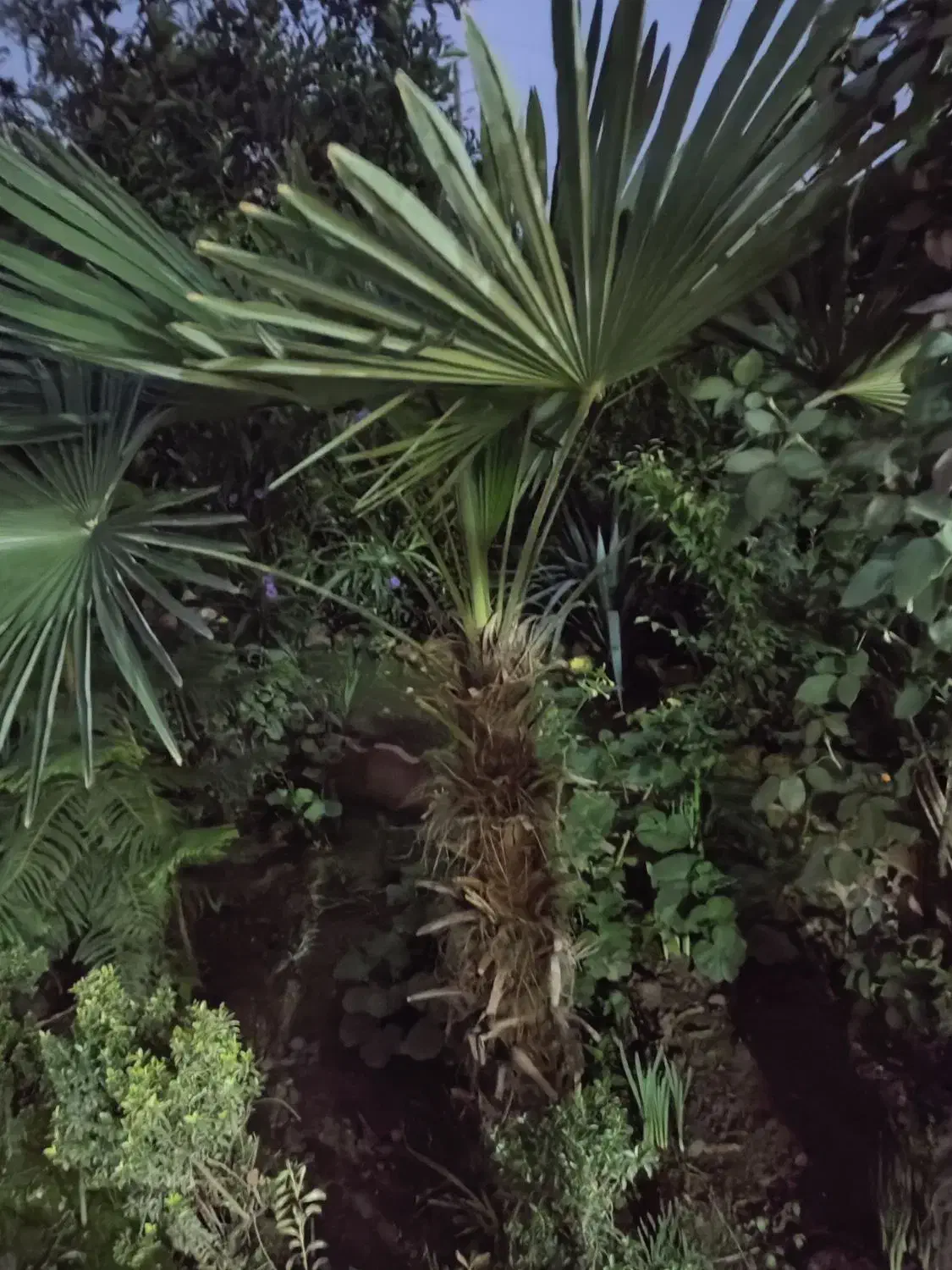 گل و گیاه طبیعی|گل و گیاه طبیعی|بابل, |دیوار