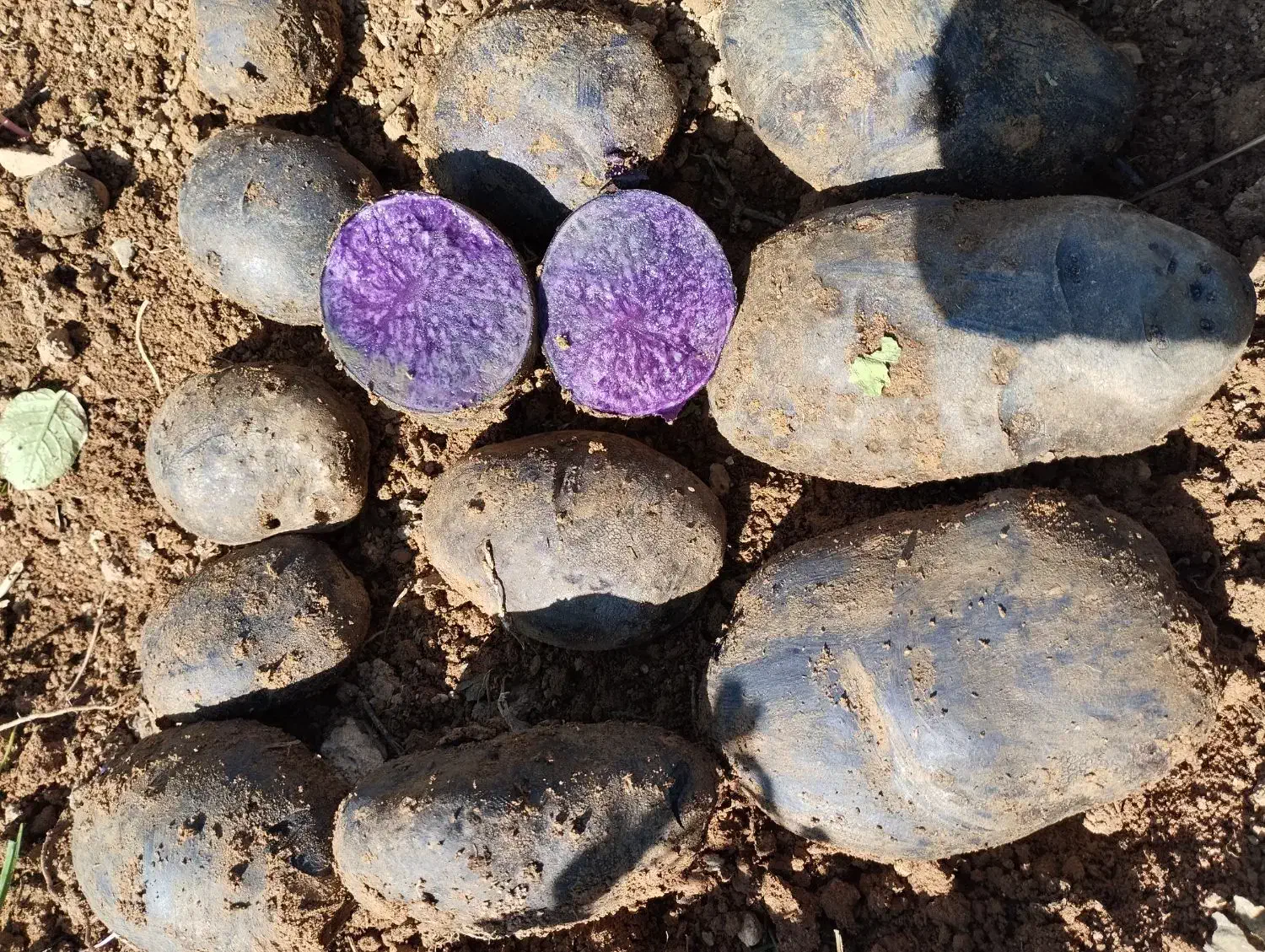 سیب زمینی بنفش یا دابل فان|خوردنی و آشامیدنی|فریدونشهر, |دیوار