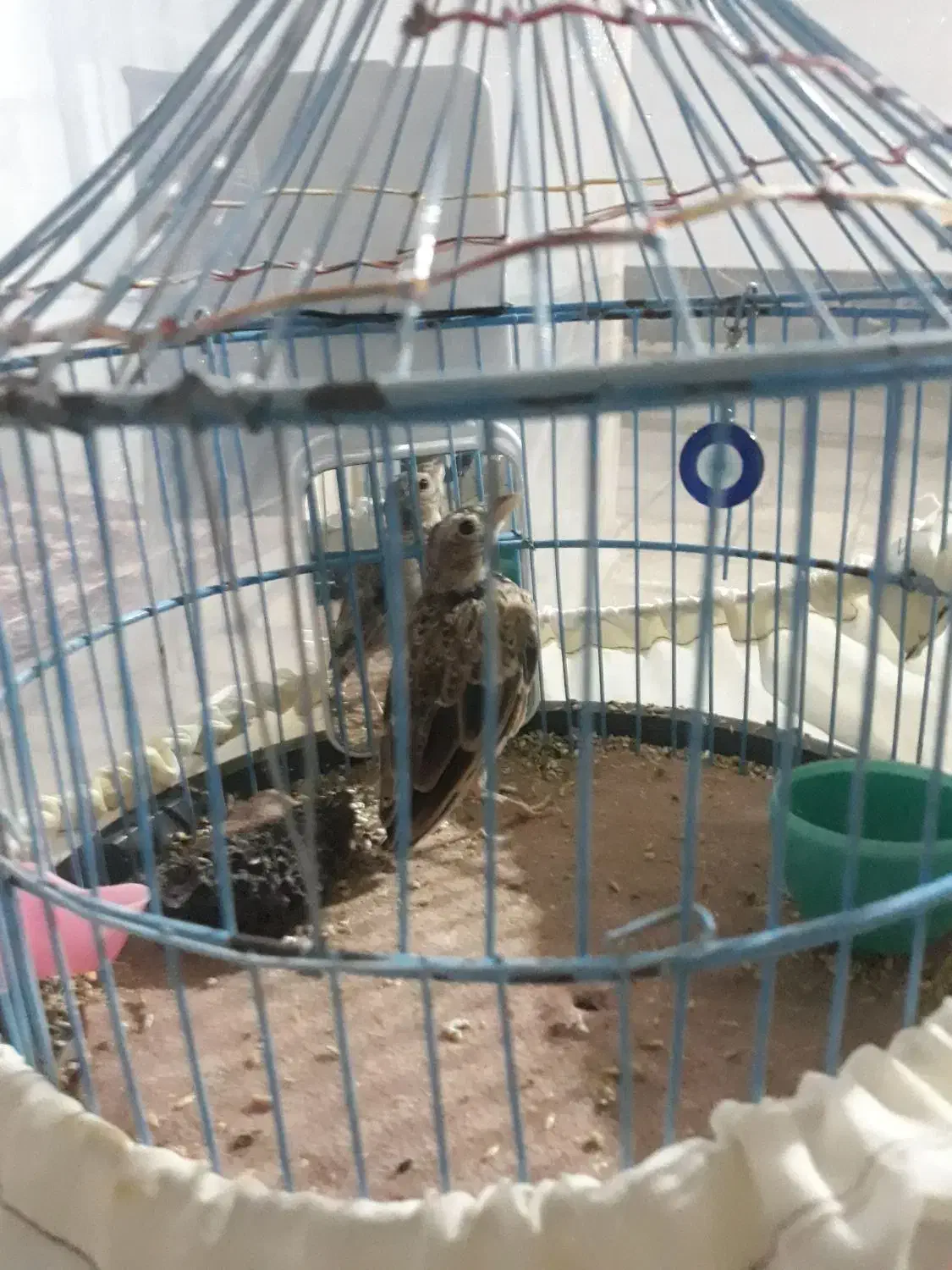 پرنده|پرنده|گلپایگان, |دیوار