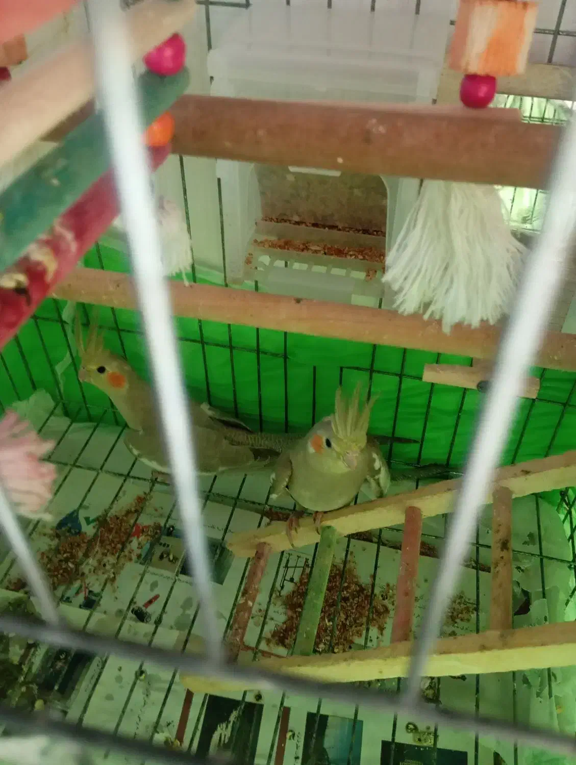 عروس هلندی|پرنده|لاهیجان, کوی زمانی|دیوار