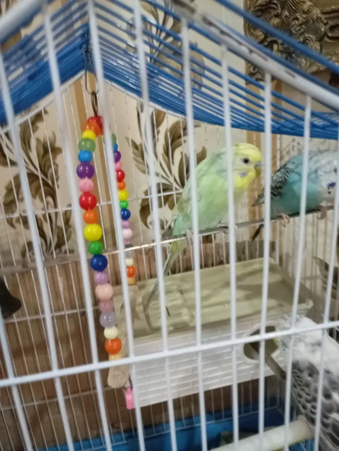 مرغ عشق سالم و اماده|پرنده|تهران, بیسیم|دیوار