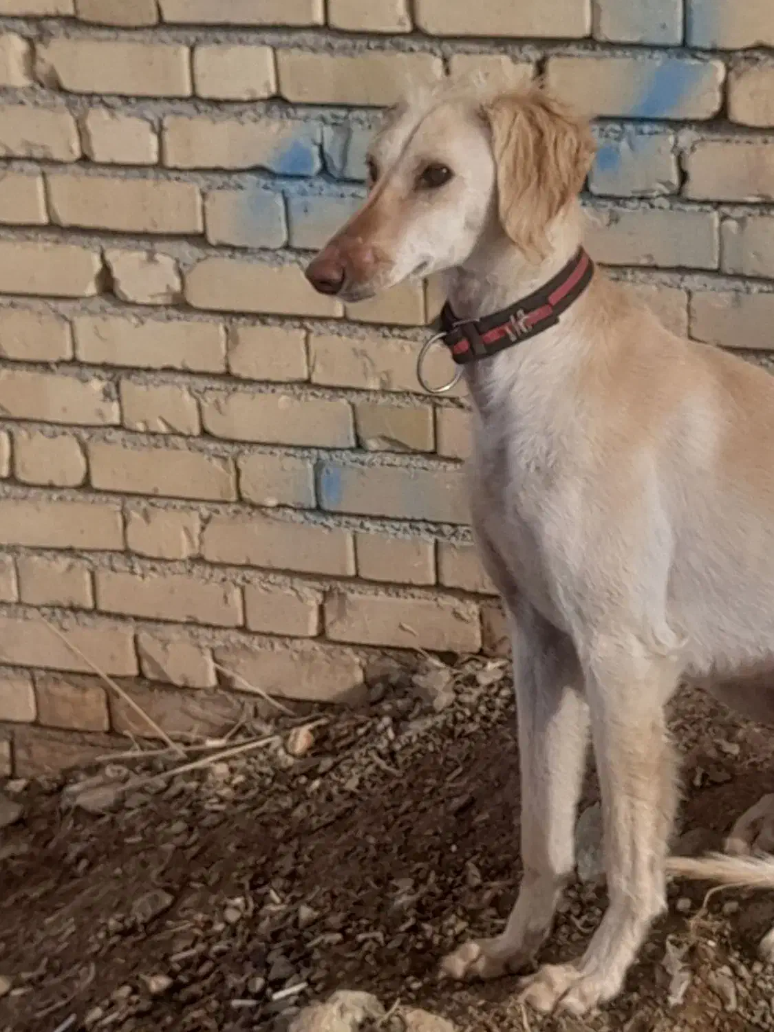 تازی ماده / تانجی|سگ|دیواندره, |دیوار