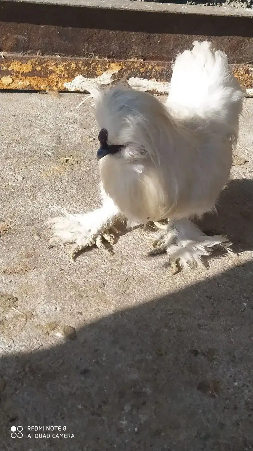 مرغ ابریشمی|حیوانات مزرعه|صحنه, |دیوار