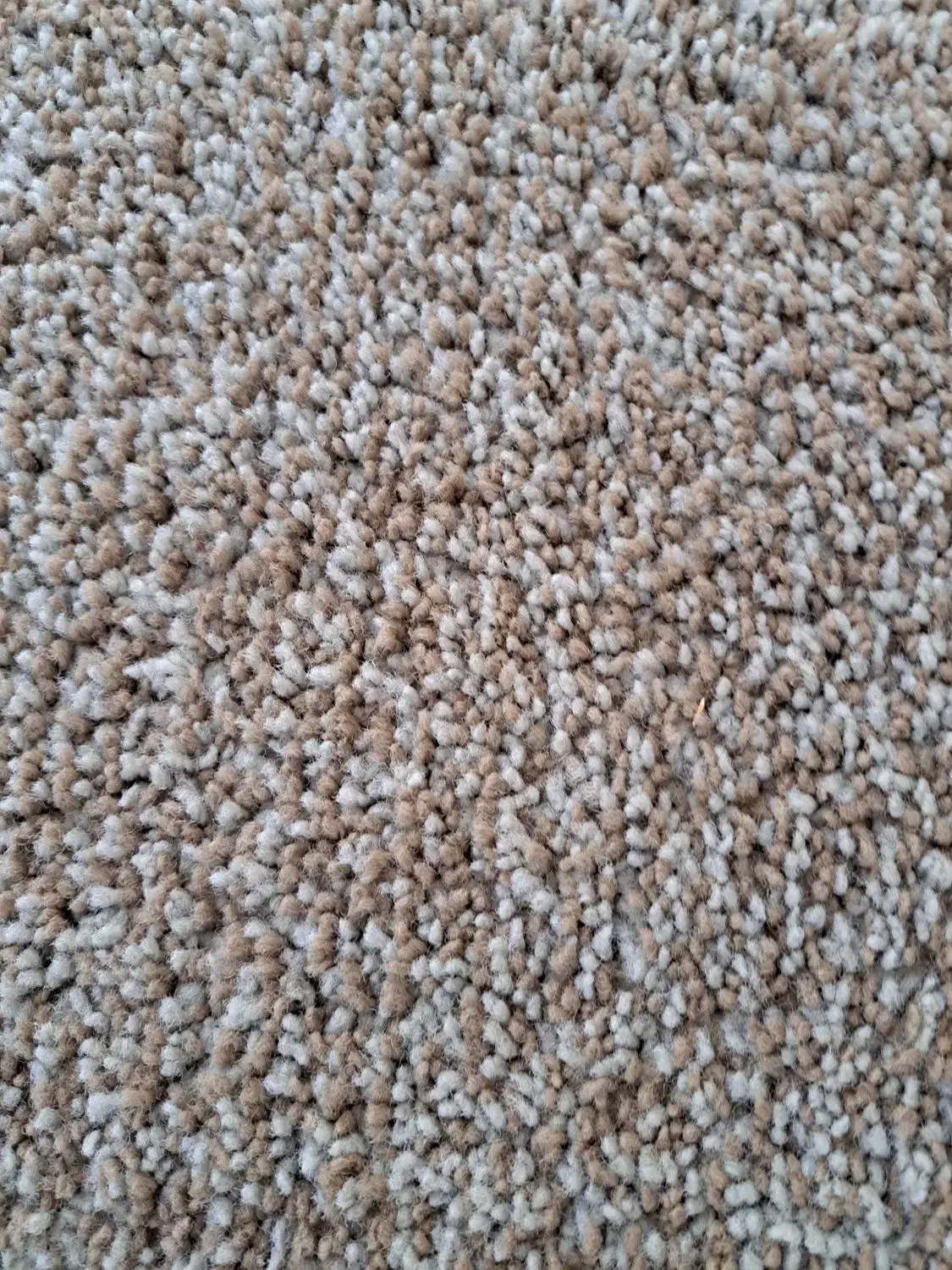 پالاز موکت|موکت|خورموج, |دیوار