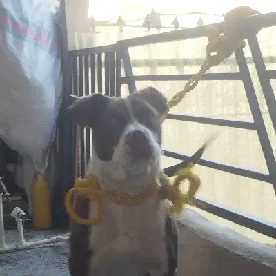 سگ .|سگ|کرمانشاه, |دیوار