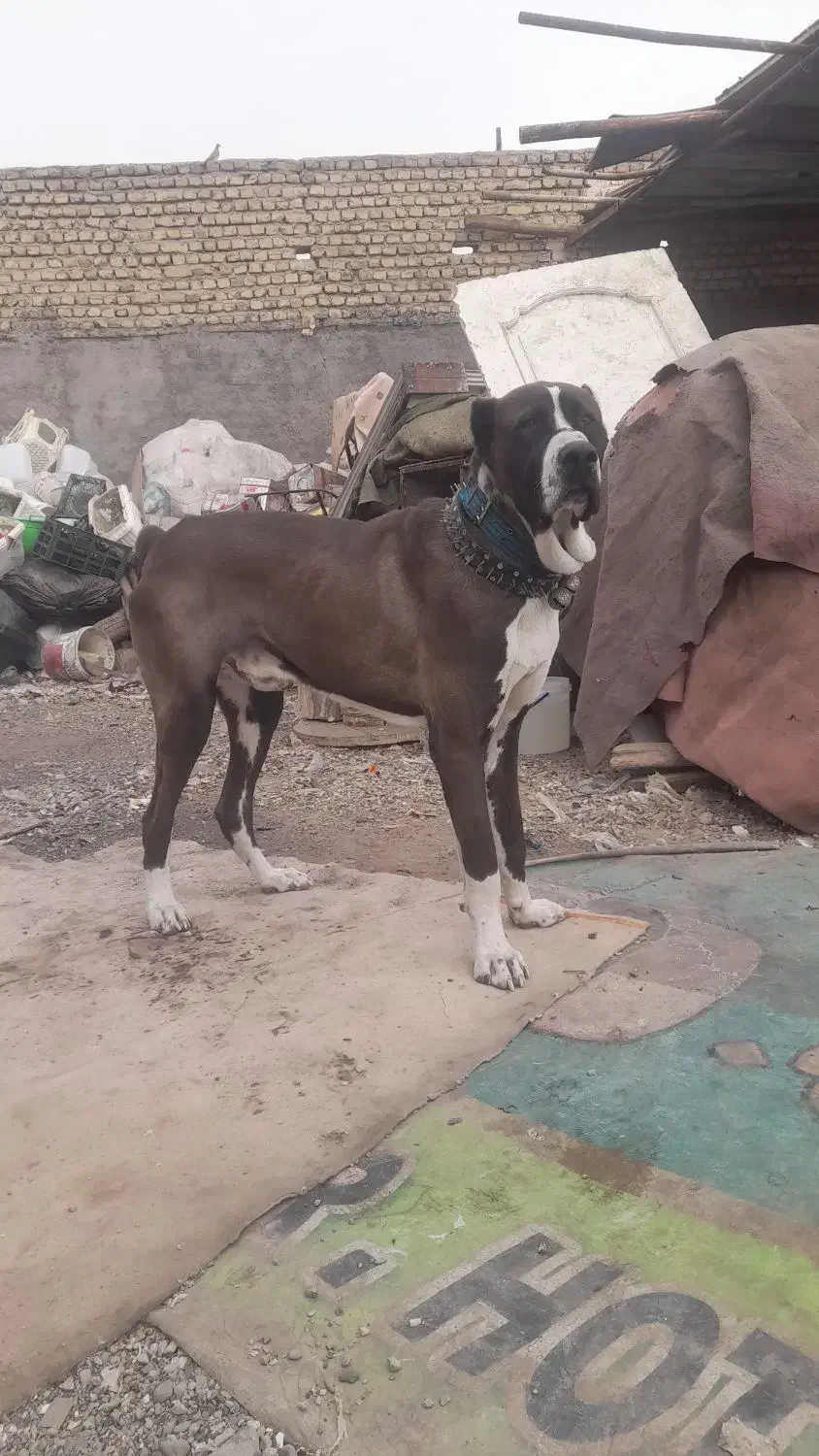 واگذاری سگ افغان|سگ|مشهد, شترک|دیوار