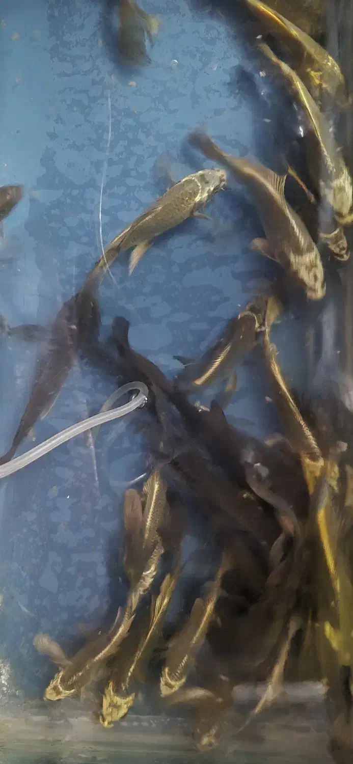 ماهی کوی سوپرباله|ماهی|قم, دروازه کاشان|دیوار