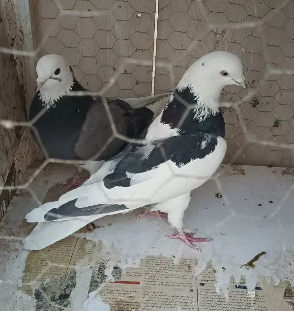 کفتر کبوتر|حیوانات|اندیشه, اندیشه فاز ۱|دیوار