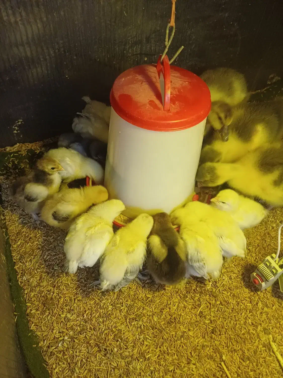 جوجه برهما|حیوانات مزرعه|آمل, |دیوار