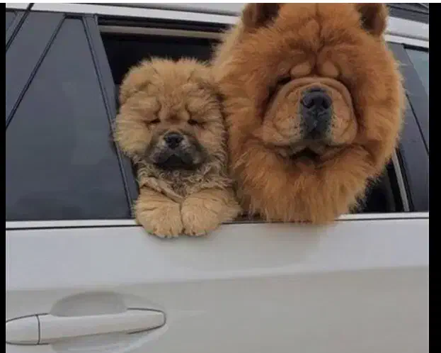 سگ چاوچاو|سگ|تهران, پاسداران|دیوار