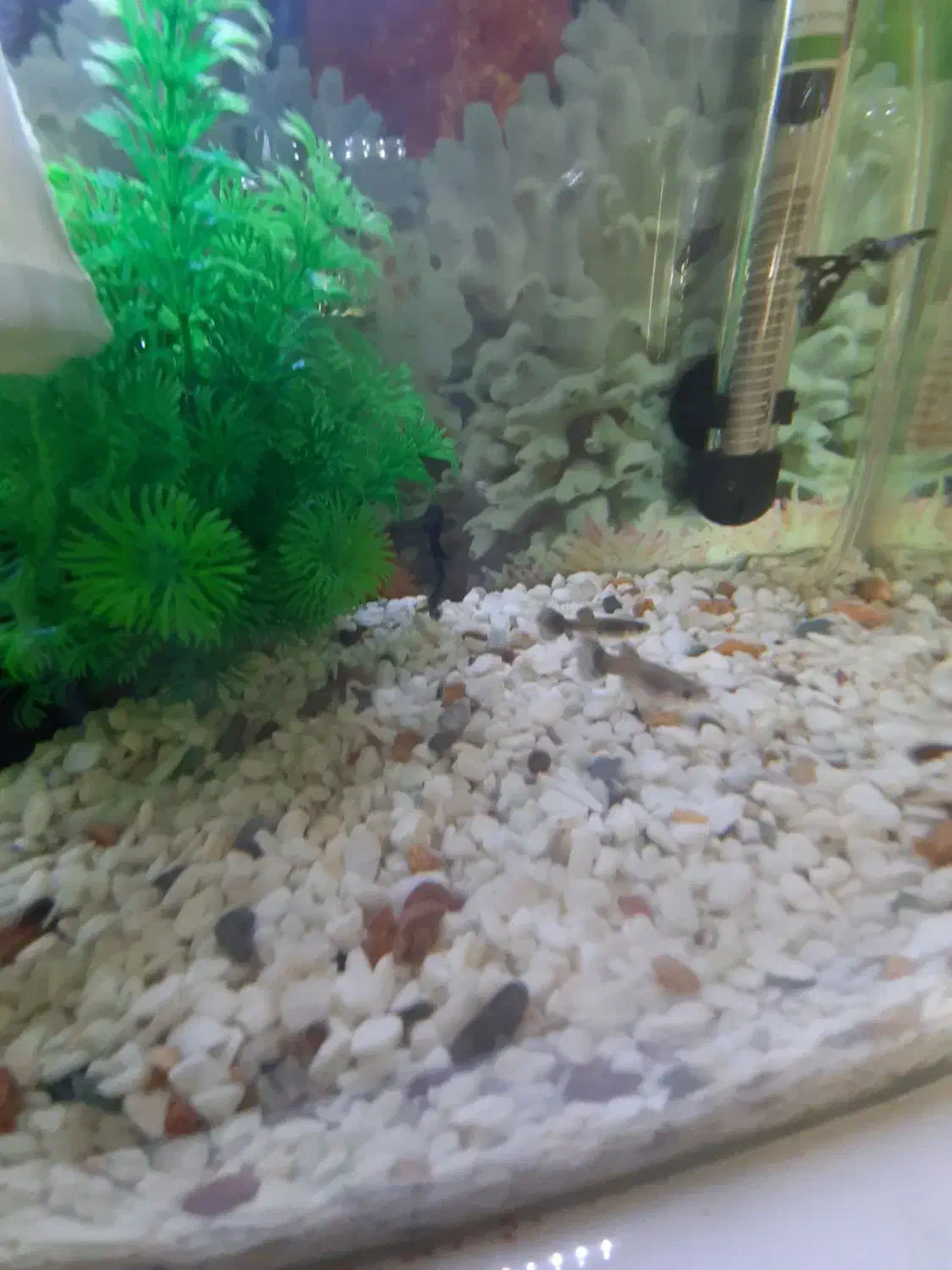 فروش  ماهی گوپی  بزرگ  و کوچک|ماهی|کرمان, |دیوار