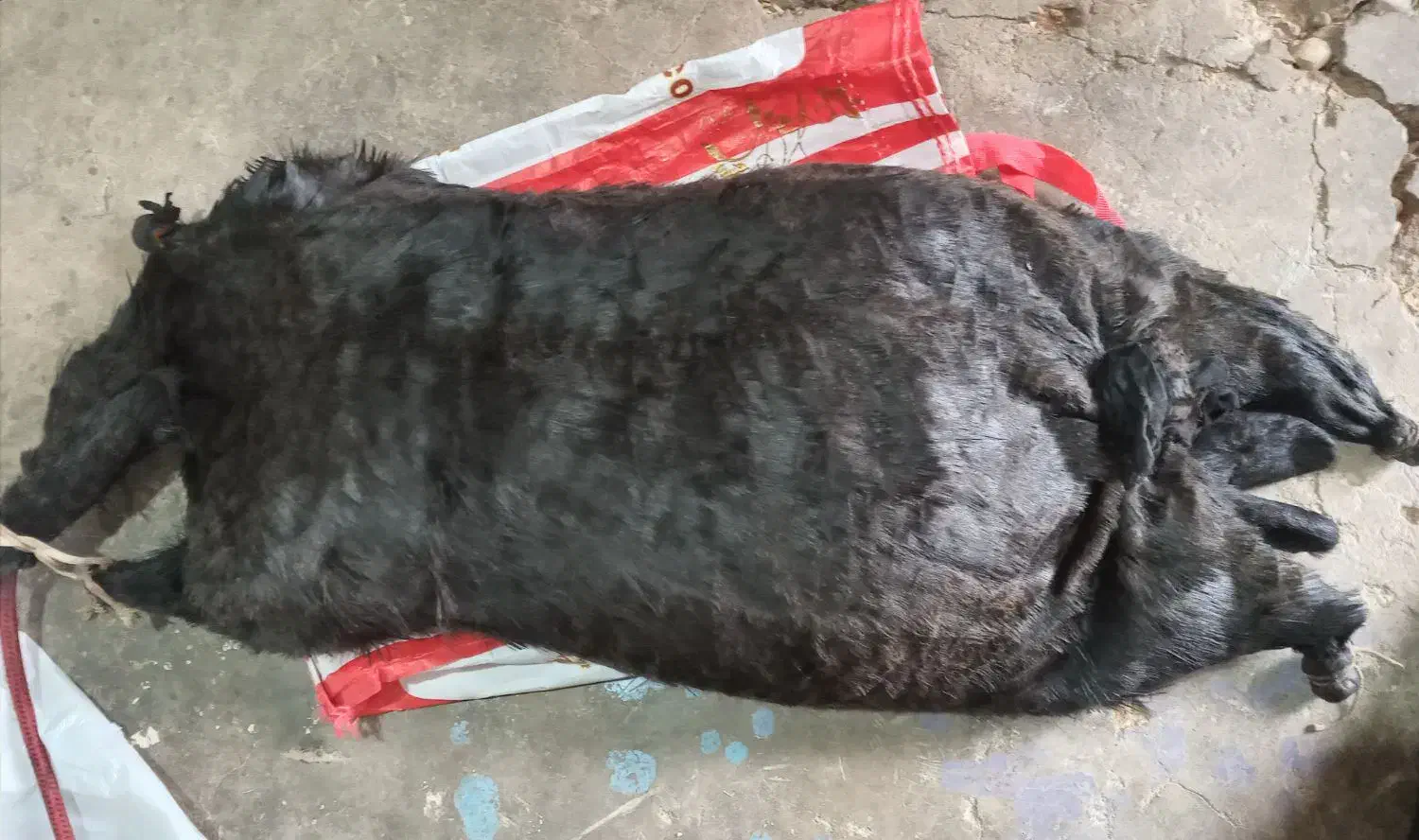 خیگ|عمده‌فروشی|مسجد سلیمان, |دیوار