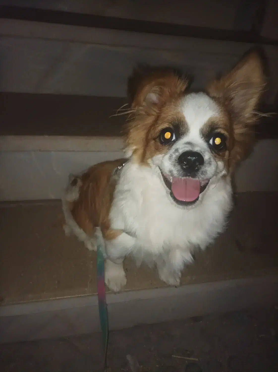 توله سگ آپارتمانی|سگ|سیرجان, |دیوار