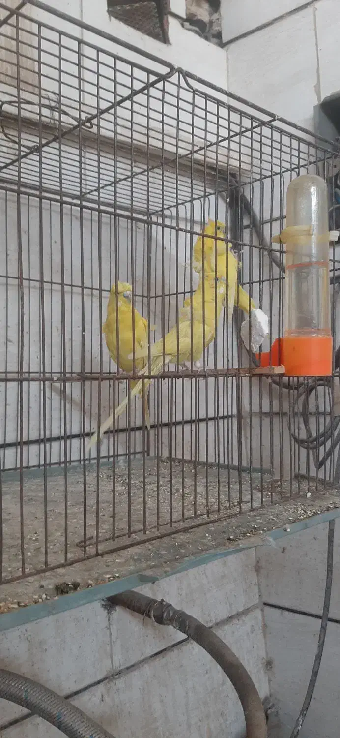 مرغ عشق امیدیه|پرنده|امیدیه, |دیوار