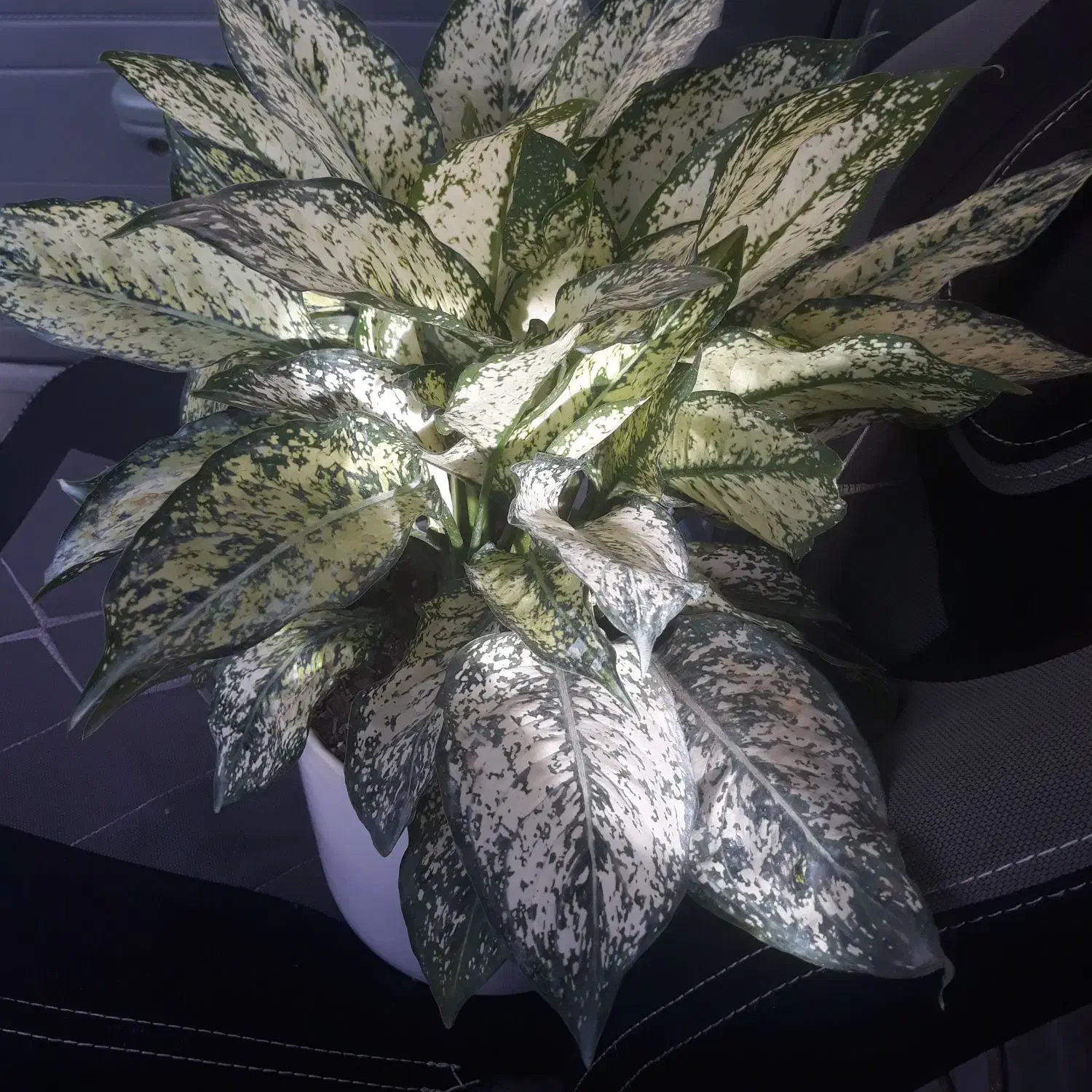 آگلونمای برفی|گل و گیاه طبیعی|مشهد, شاهد (شهرک غرب)|دیوار