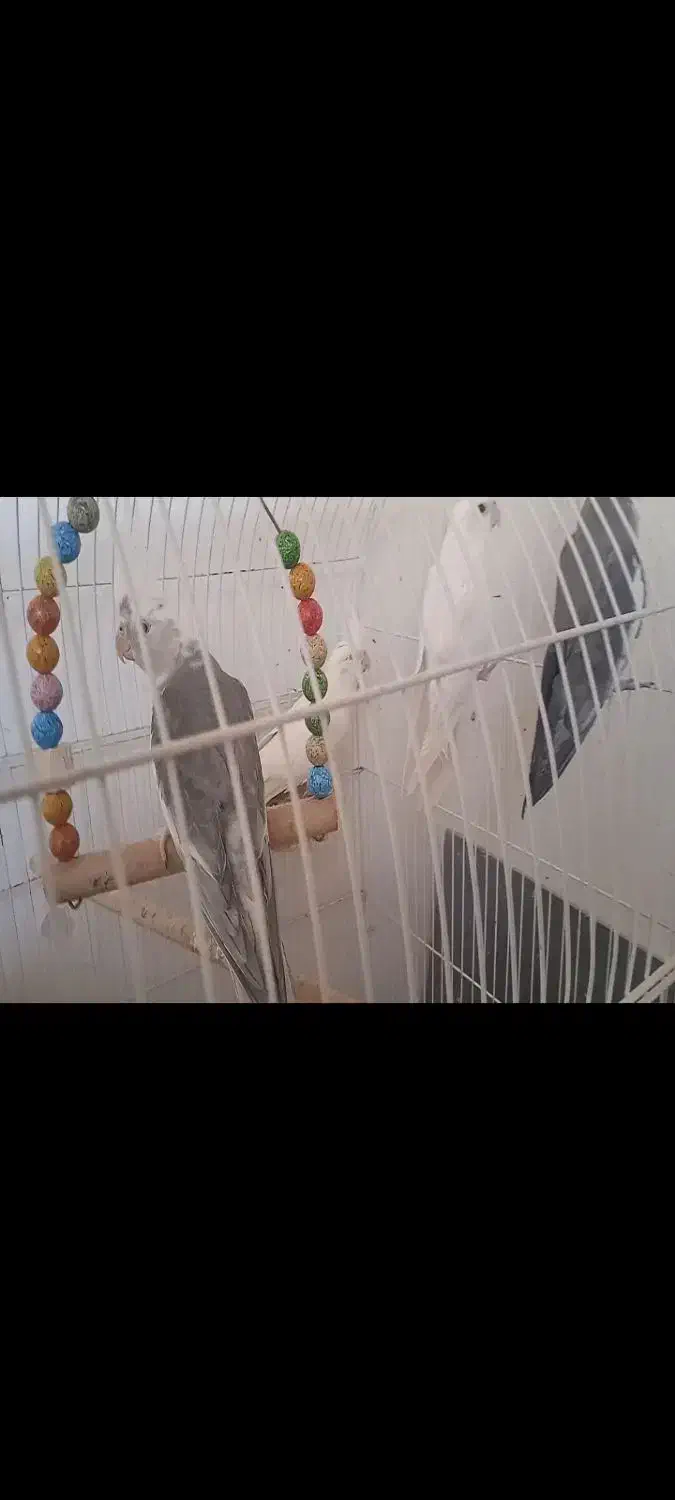 دوجفت نروماده الببنو و تعدادی فنج بالغ ونروماده|پرنده|شهرضا, |دیوار