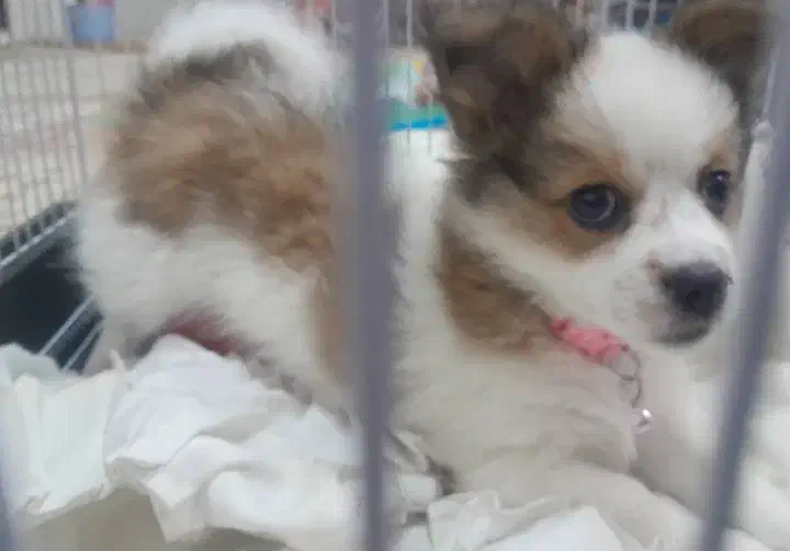 سگ.|سگ|تربت‌حیدریه, دیزقند|دیوار