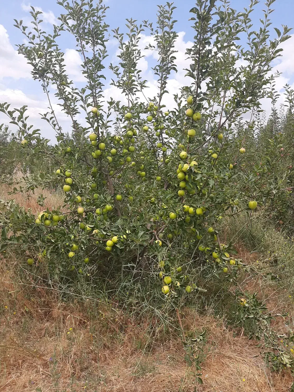 اجاره دادن باغ دارای ۷۰۰ درخت روستای مشگین شهر|اجارهٔ کوتاه‌مدت ویلا و باغ|مشگین شهر, |دیوار